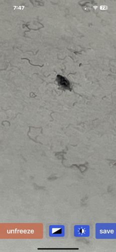 Cockroach (likely German Cockroach or American Cockroach based on common indoor presence)