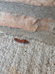 Crane Fly Larva (Leatherjacket)