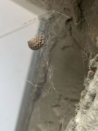 Carpet beetle (likely Varied Carpet Beetle)