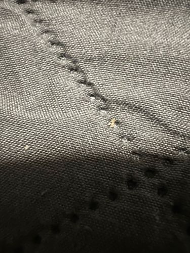 Carpet Beetle (larva)