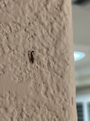 Antlion adult (or possibly a similar lacewing)