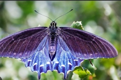 Red-spotted Purple or White Admiral