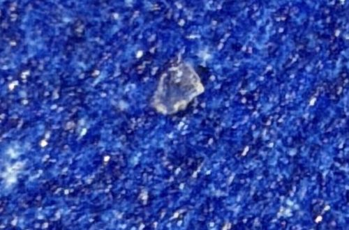 Household Casebearer (often confused with Plaster Bagworm or Clothes Moth larvae)