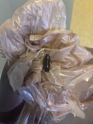 Oriental Cockroach