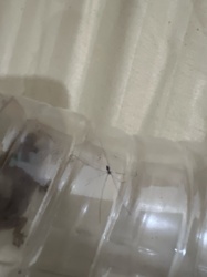 Cellar Spider (or 'Daddy Long-Legs' in some regions, though this term can also refer to harvestmen)