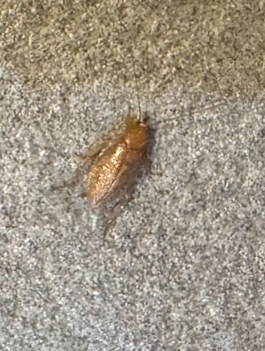 Cockroach (likely German Cockroach based on appearance)
