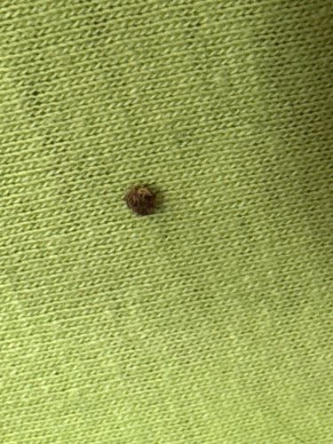 Carpet beetle larva (likely Black Carpet Beetle or Varied Carpet Beetle)