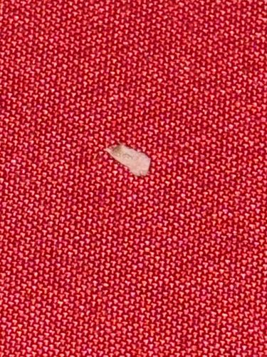 Case-bearing Clothes Moth