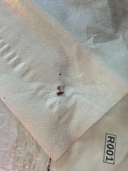 Fungus Gnat (likely)