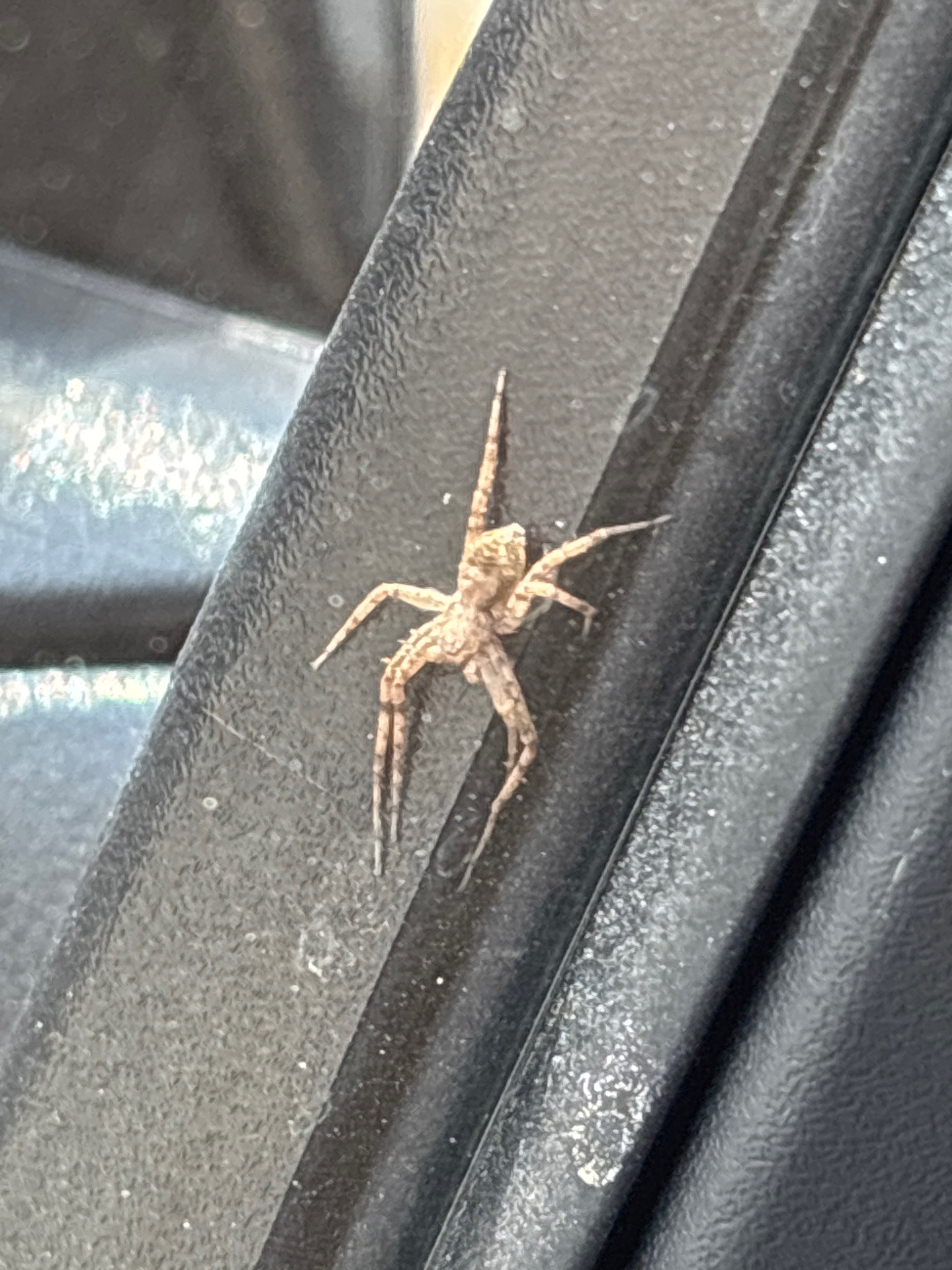 Running Crab Spider