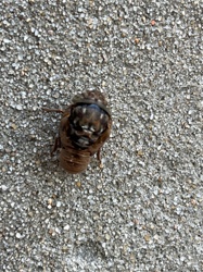 Cicada nymph (exuvia)