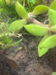 Flat-backed Centipede