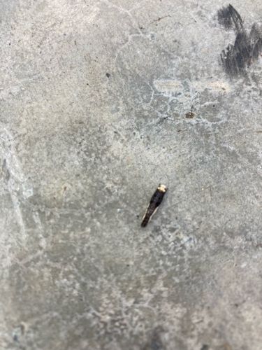 Bagworm Larva (case-bearing caterpillar)