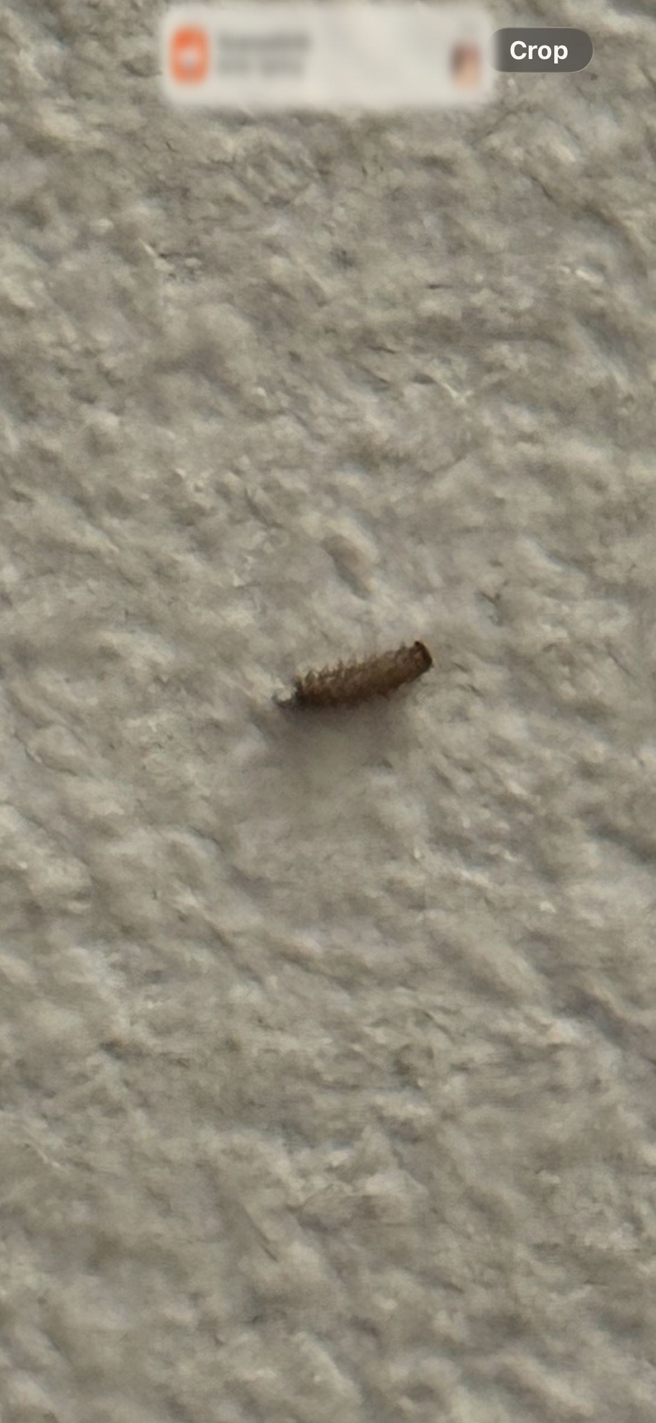 Carpet Beetle Larva