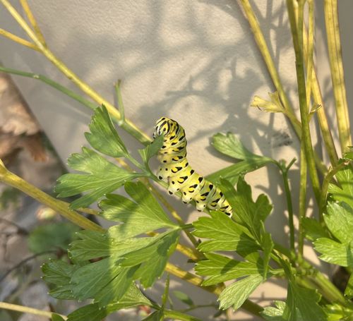 Black Swallowtail Caterpillar