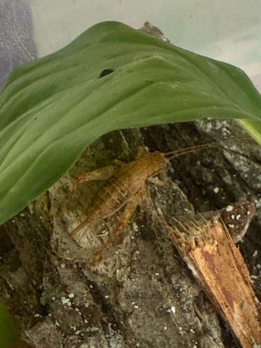 Camel Cricket or Cave Cricket