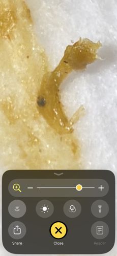 Drain Fly Larva (Moth Fly Larva)