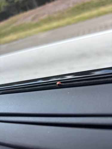 Ladybug (or Ladybird Beetle)