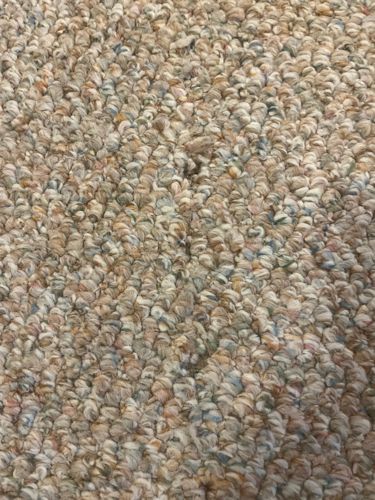 Carpet Beetle (likely Varied Carpet Beetle or Black Carpet Beetle)