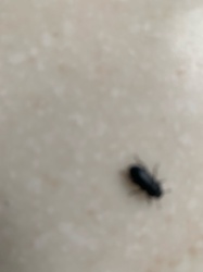 Dermestid Beetle (likely Black Carpet Beetle)