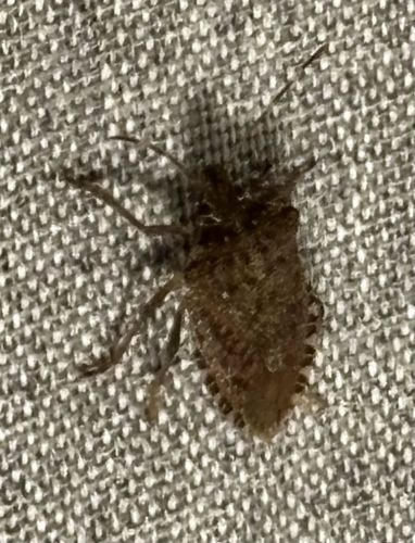 Brown Marmorated Stink Bug