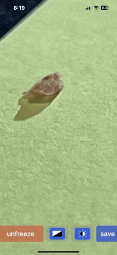 Case-bearing Clothes Moth Larva