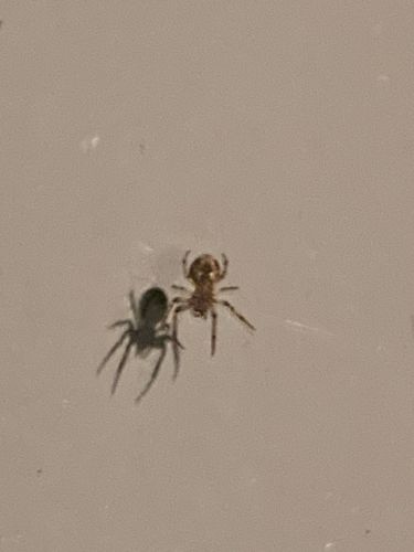 Ant Mimic Spider and a Small Orb Weaver/Linyphiid Spider