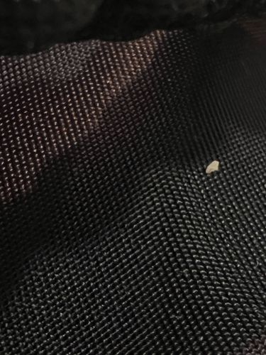 No insect or bug identifiable