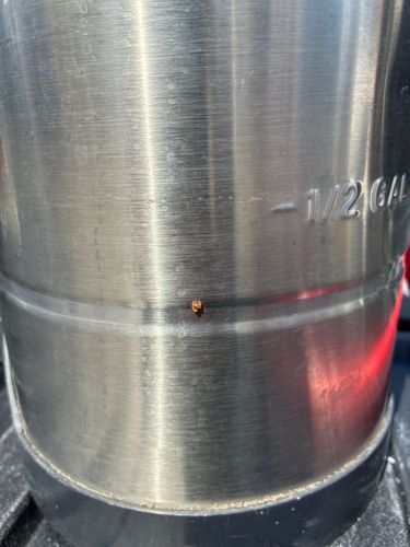 Confused Flour Beetle