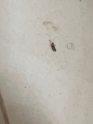 Firefly