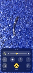 Crane fly larva (Leatherjacket)