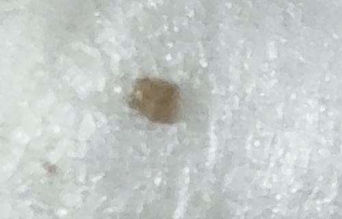 Flour Mite / Grain Mite