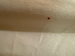Bed bug (most likely a blood spot from a crushed bed bug)