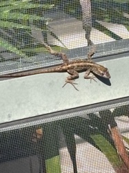 Brown Anole