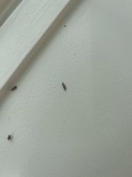 Booklouse (or Psocid)