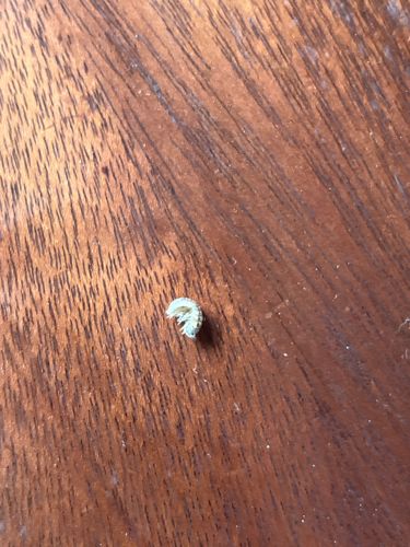 Pill Bug or Roly-poly