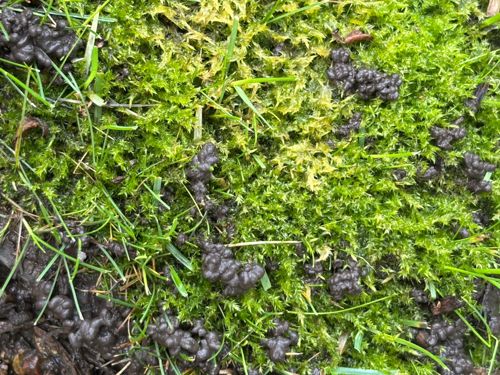 Nostoc / Star Jelly (a common name for the gelatinous masses) / Witch's Butter (another common name often used for similar gelatinous substances)