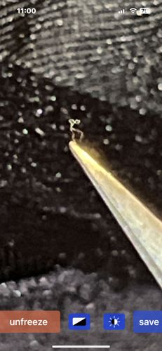 Inchworm (Spanworm or Geometer Moth Larva)