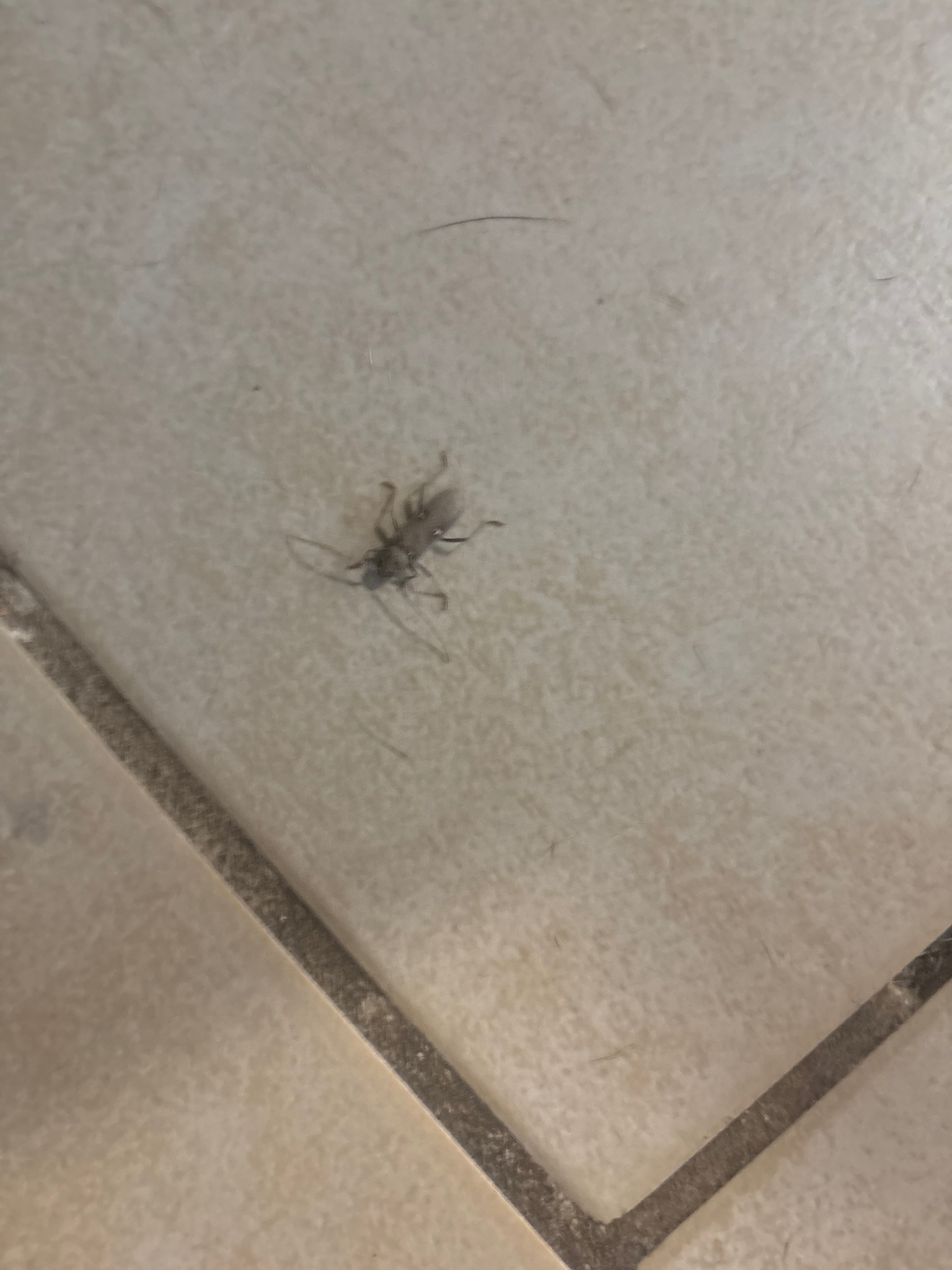 Longhorn Beetle