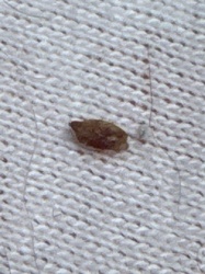 Carpet Beetle Larva (most likely Black Carpet Beetle)