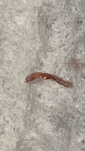 Bloodworm (Non-biting Midge Larva)