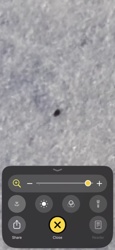 Common Tick