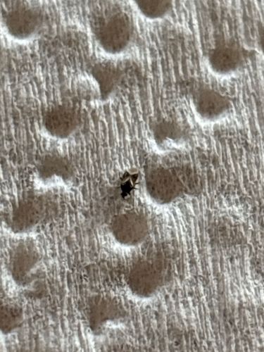 Booklouse (or Psocid)