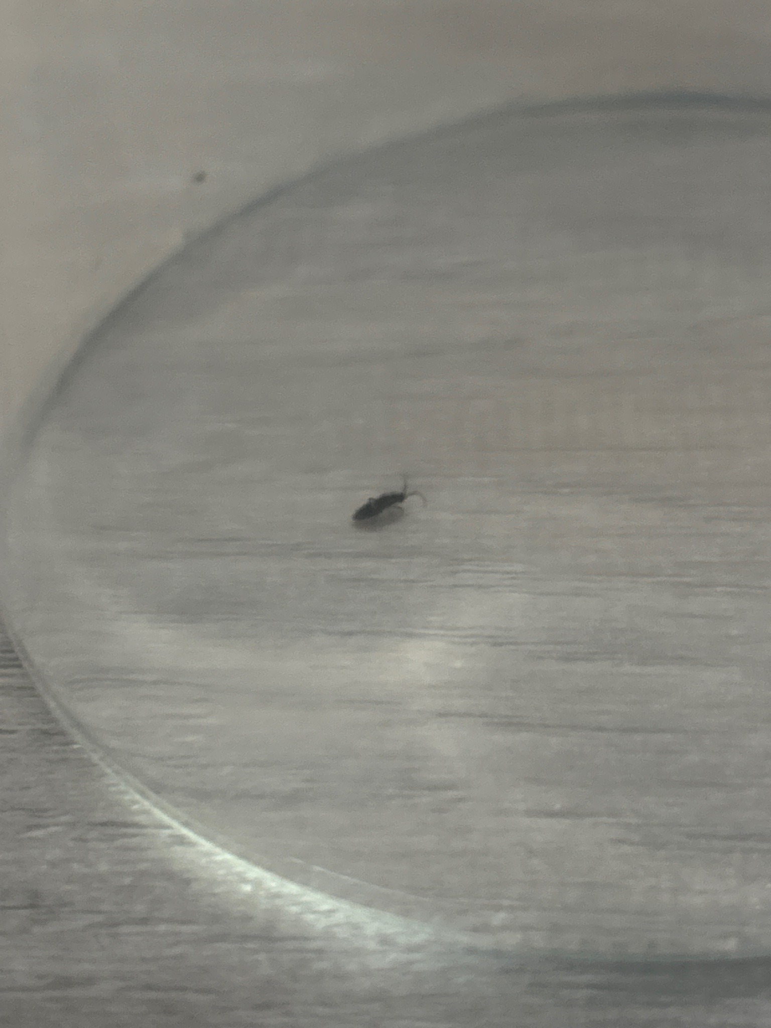 Springtail