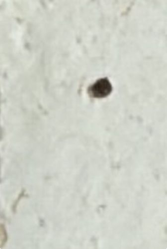 Bed Bug