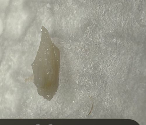 Common Slug (Immature/Small specimen)