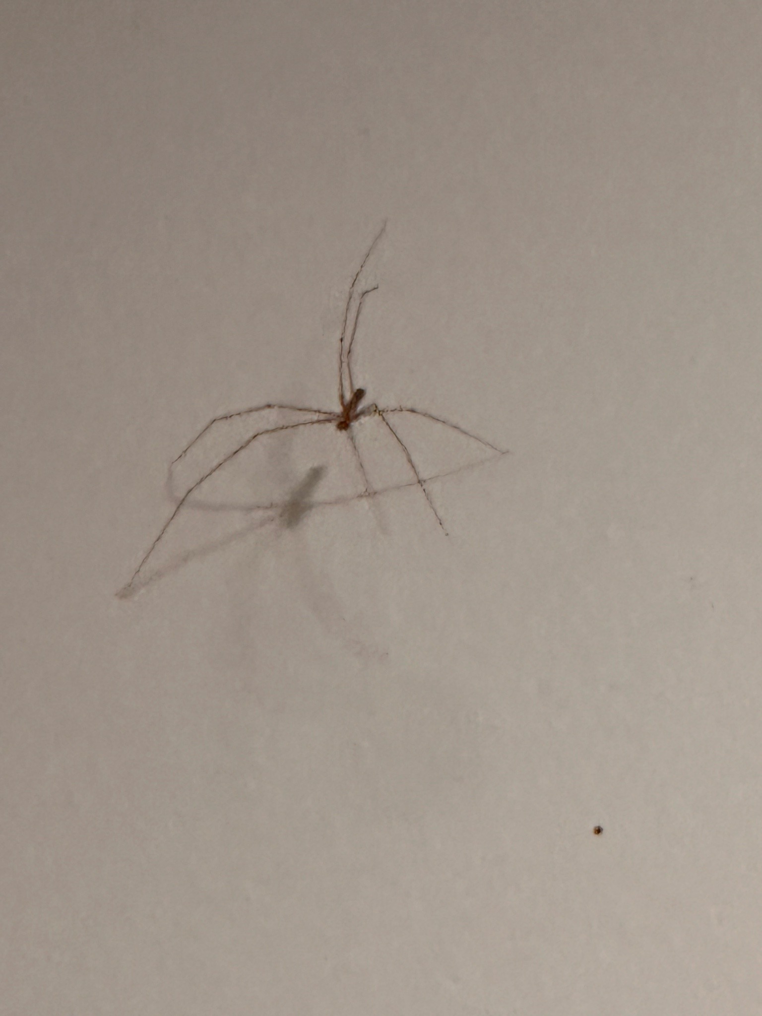 Cellar Spider (Daddy Long-legs)