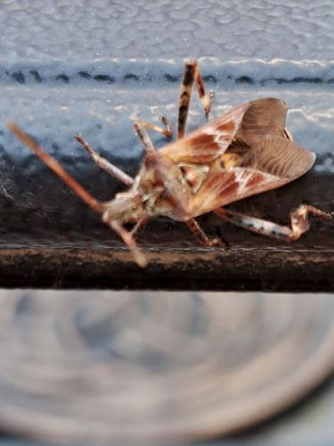 Leaf-footed Bug