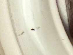 No identifiable insect