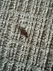 Carpet Beetle (Larva)